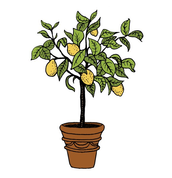 Икеа лимонное дерево