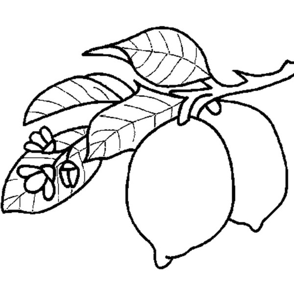 Трафарет для выжигания фрукты