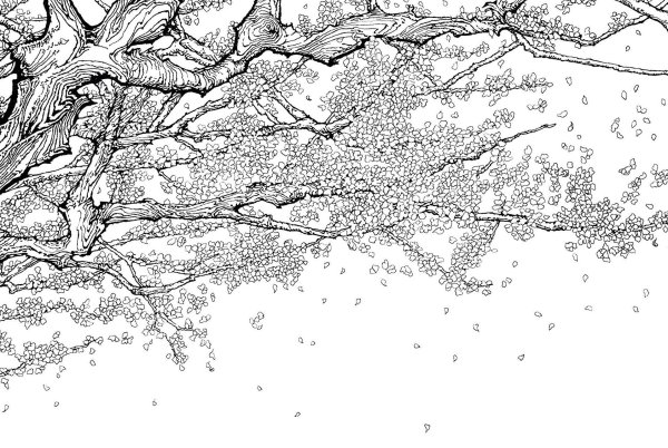 Сакура рисунок