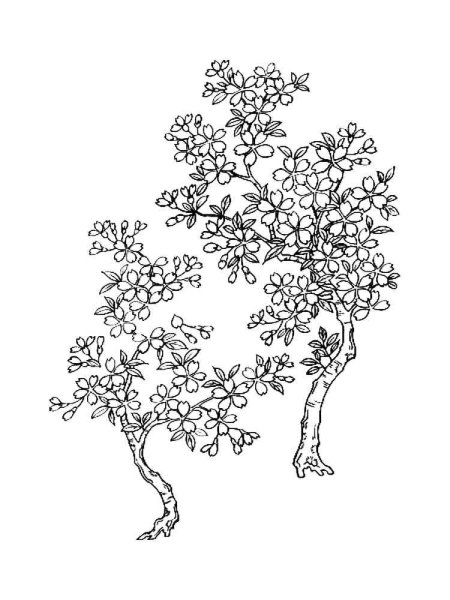 Раскраска Сакура дерево