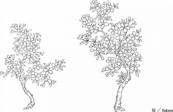 Черемуха рисунок