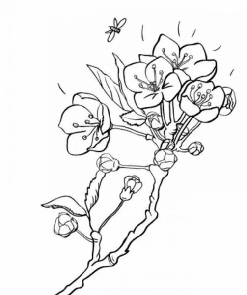 Цветок яблони раскраска