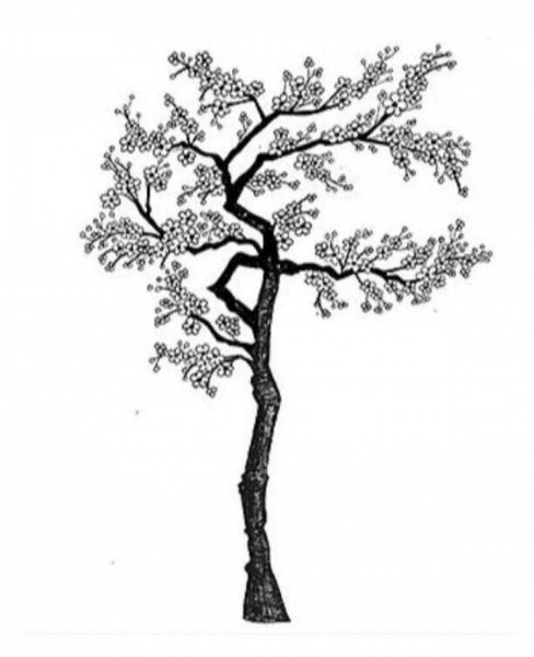 Дерево Сакуры черно белое