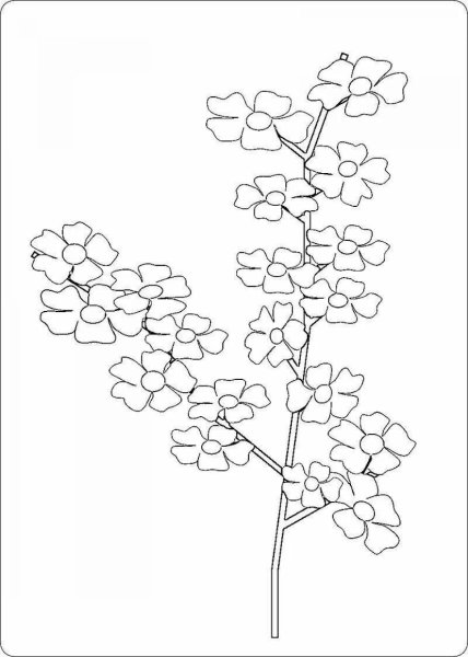 Раскраска Сакура дерево