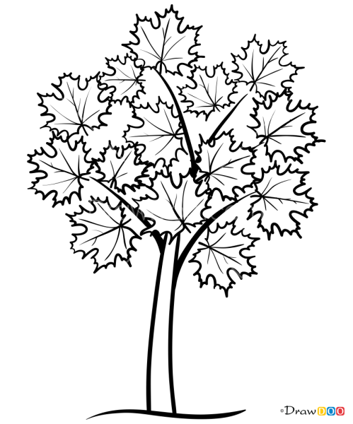Раскраска дерево клен с листьями