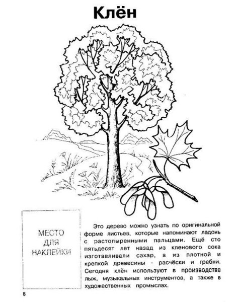 Клен раскраска