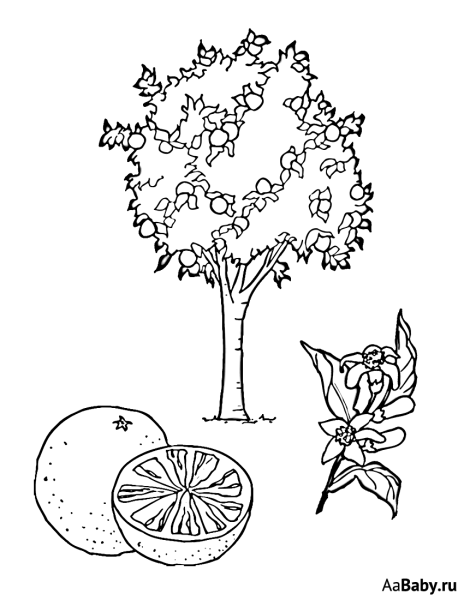 Раскраска деревья и кустарники для детей