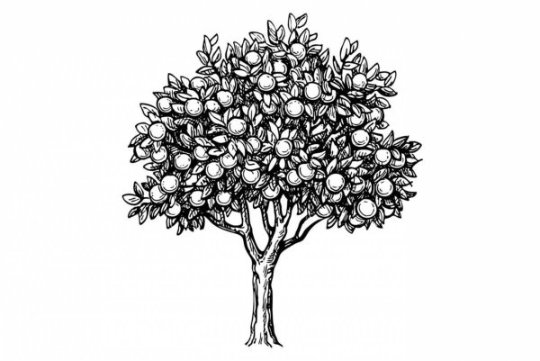 Эскиз дерева яблони