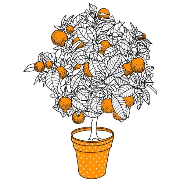 Мандариновое дерево карандашом
