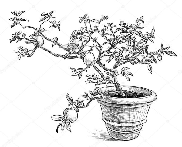 Лимонное дерево