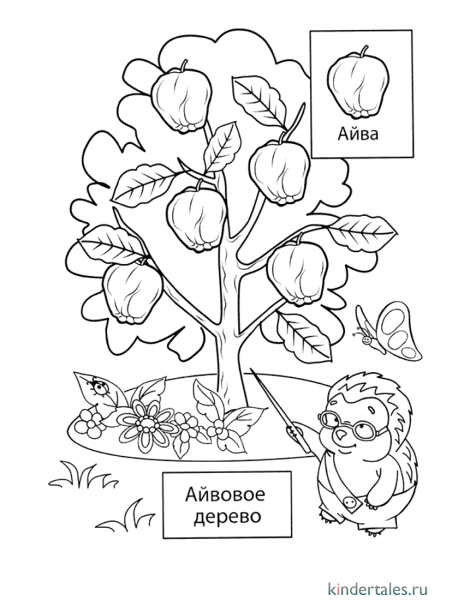 Фруктовые деревья раскраска