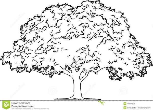 Дерево с большой кроной раскраска