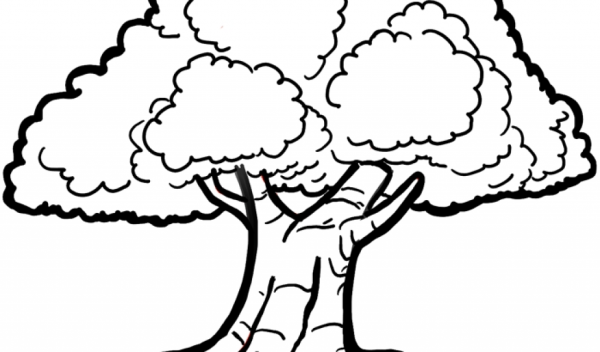 Дерево дуб раскраска
