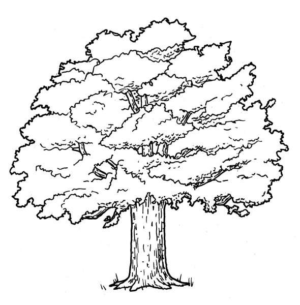 Дуб карандашом для детей