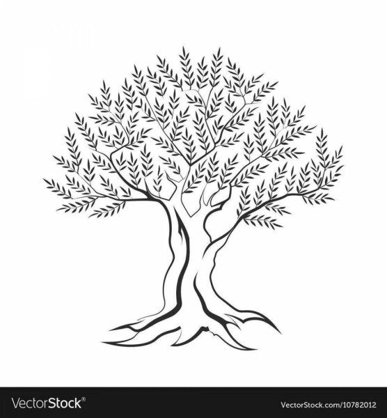 Дерево с корнями раскраска