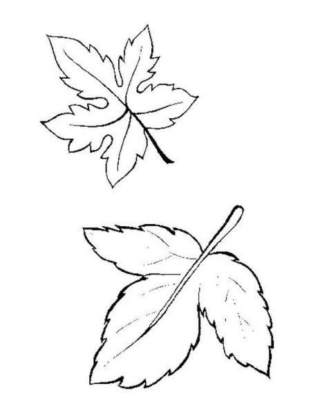 Листья деревьев раскраска