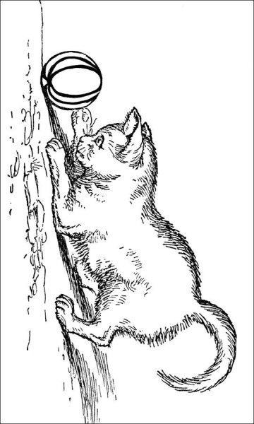 Раскраска котик на дереве