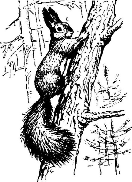 Белка на дереве раскраска