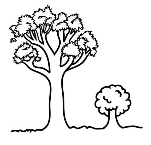 Раскраска дерево большое и маленькое
