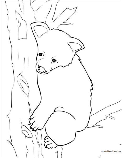 Медведь на дереве раскраска