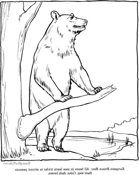 Медведь в лесу раскраска для детей