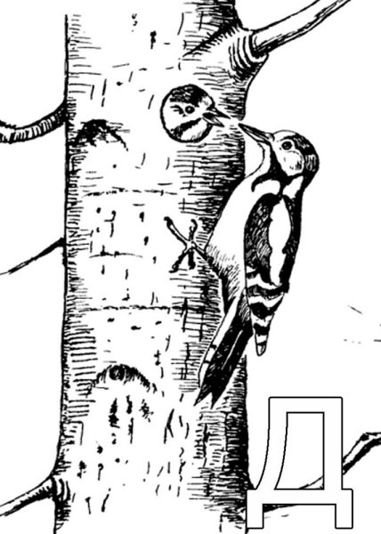 Раскраска дятел на дереве