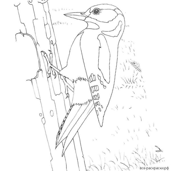 Зеленый дятел раскраска