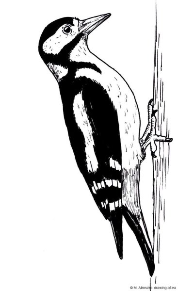 Рисование дятла
