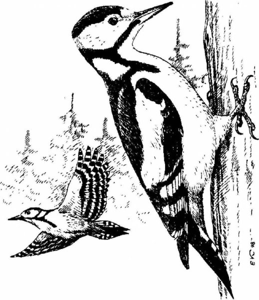 Ушинский дятел