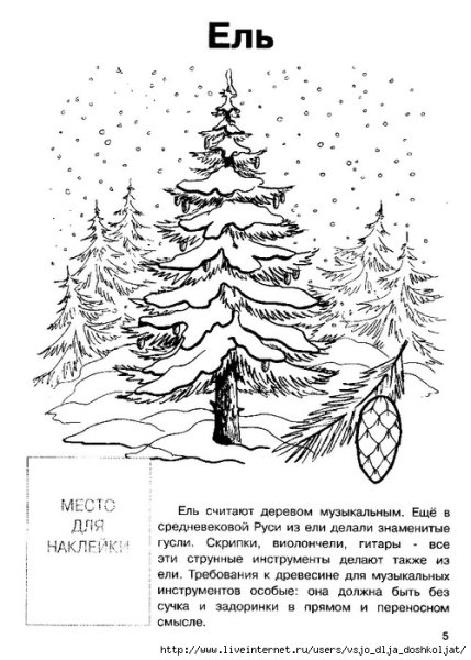 Раскраска дерево ель