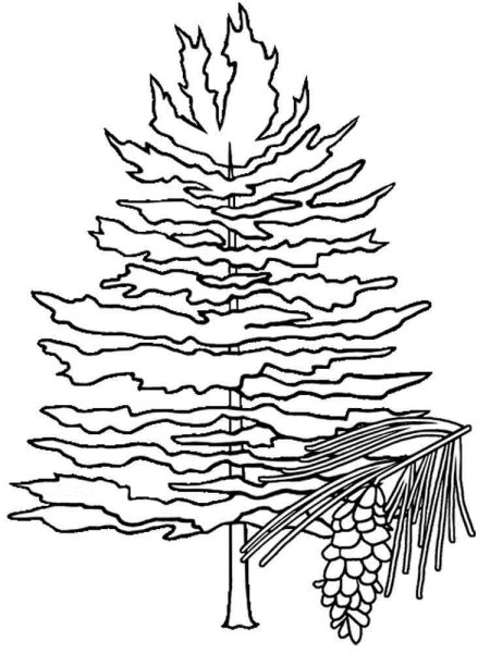 Сосна раскраска