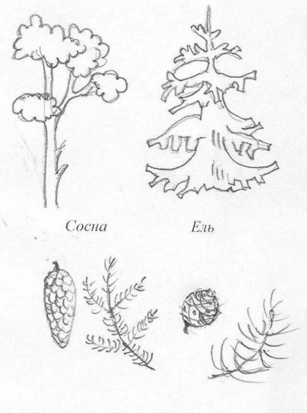 Хвойные деревья задания для дошкольников