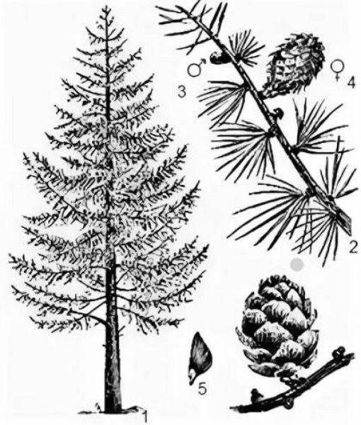Лиственница Сибирская рисунок хвоинки