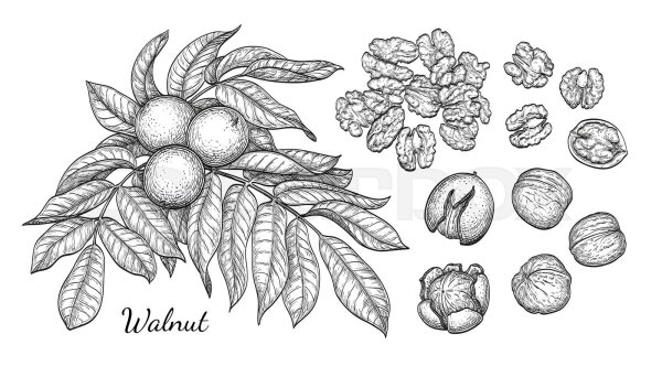 Грецкий орех дерево раскраска