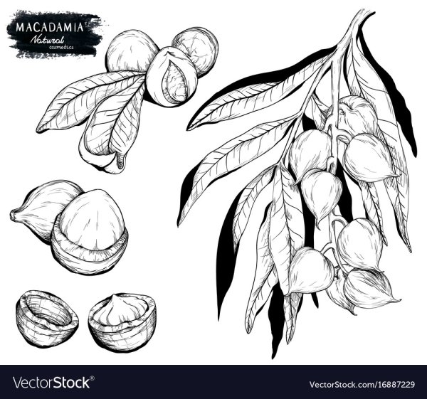 Нарисованный орех макадамии