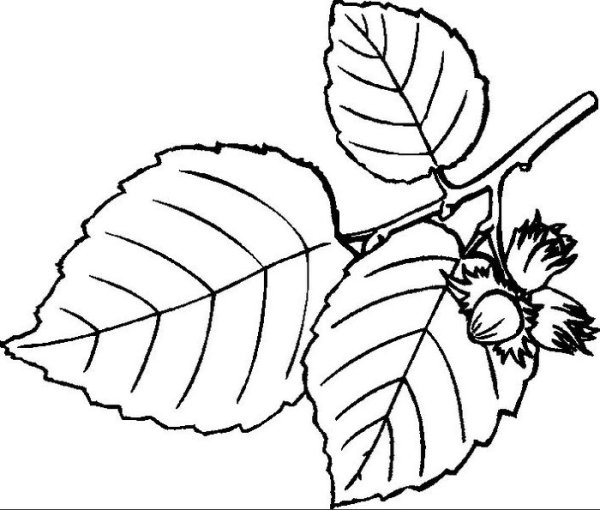 Орешник раскраска