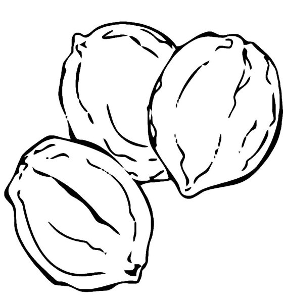 Орех раскраска