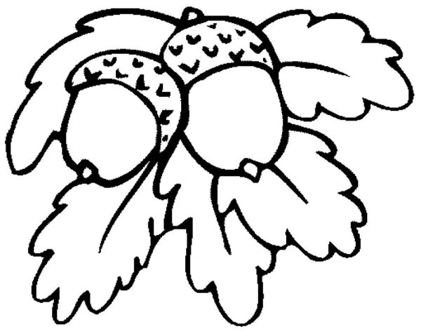 Желудь раскраска для детей