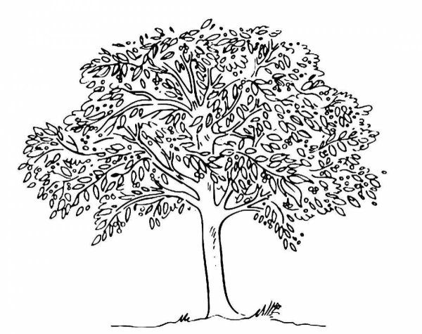 Большое дерево раскраска