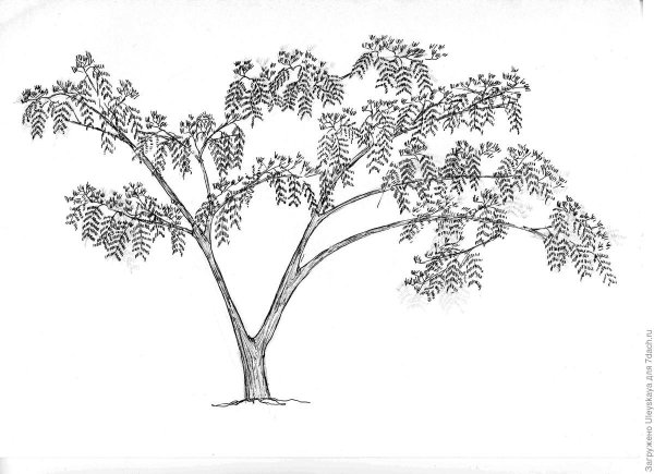 Альбиция шелковая дерево