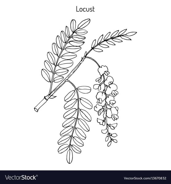 Ветка акации с листьями рисование