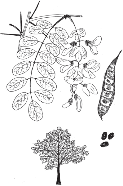 Робиния Лжеакация схема