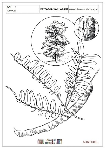 Робиния ложноакациевая