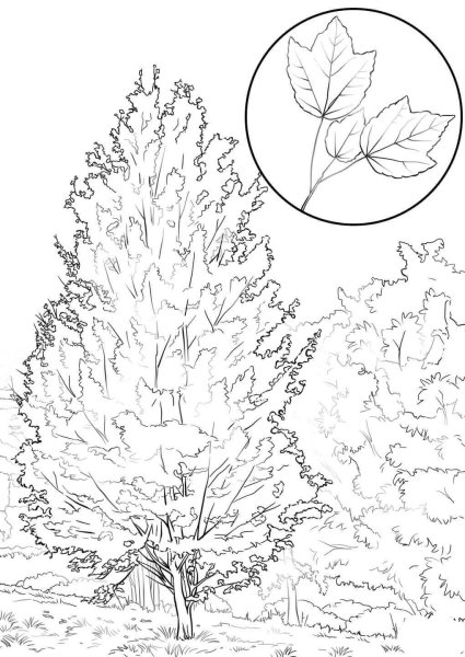 Раскраска деревья и кустарники для детей