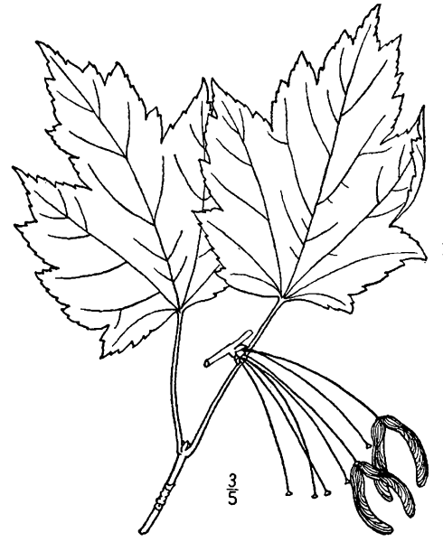 Клен карандашом