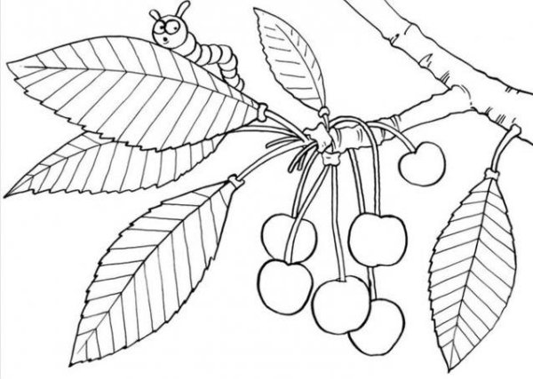 Черешня раскраска для детей