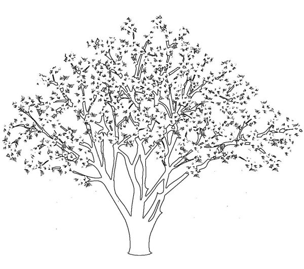 Черёмуха дерево рисунок