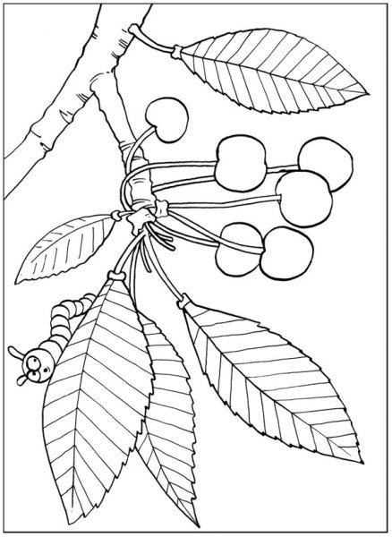 Раскраски для детей листья вишни