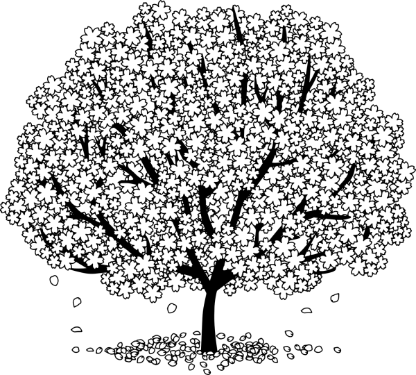 Раскраска Сакура дерево