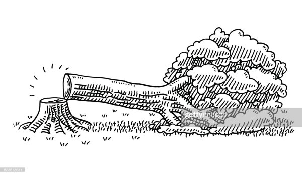 Вырубка лесов раскраска